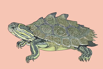 Missisipi map turtle drawing, unique, art.illustration, vector - obrazy, fototapety, plakaty