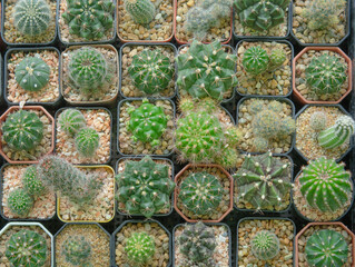 Beautiful variety of cactus arranged in a pot, top view.