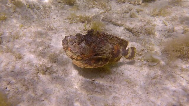 Stonefish slowly swim above sandy seabed among the algae in the sunrays. Reef Stonefish (Synanceia verrucosa). (4K-60fps)