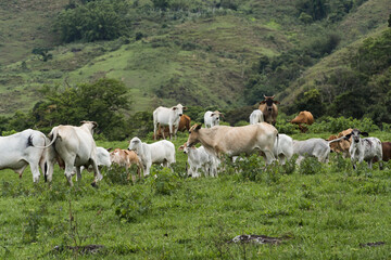 Obraz premium Cattle grazing in the pasture with mountains in the background. Oxen, cows and calves together. Sana, mountainous region of Rio de Janeiro