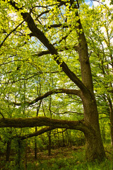 Wald mit Buchen im Frühling 