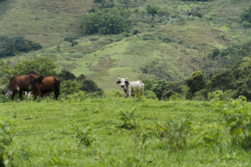 Fototapeta na wymiar Cattle grazing in the pasture with mountains in the background. Oxen, cows and calves together. Sana, mountainous region of Rio de Janeiro.