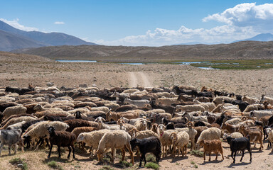 Herds of sheep and goats crossing the Pamir Highway, a common sight in rural Tajikistan&rsquo;s Zorgul area, where nomadic life thrives
