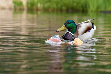 The male mallard or wild duck (Anas platyrhynchos) swims on the water and pokes the mouth of a koi carp in front of it.