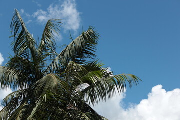 coconut trees