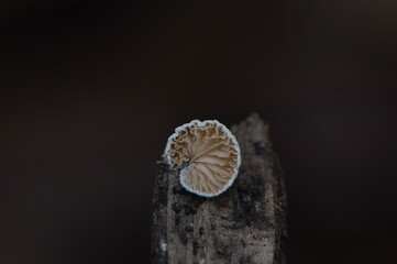 Tiny White Mushroom with Gills