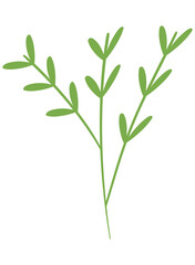 Fototapeta na wymiar stem with leaves