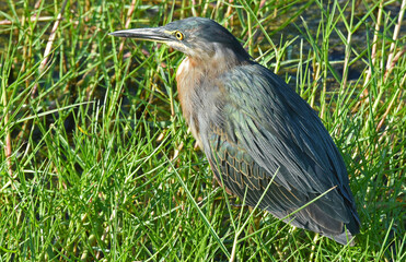 lava heron on the grass on Galapagos islands