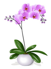 Beautiful tropical orchid flower in pot on white background. Vector illustration.