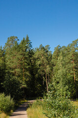 Dirt road in a green forest on a sunny day. Vertical photo of summer forest and blue sky