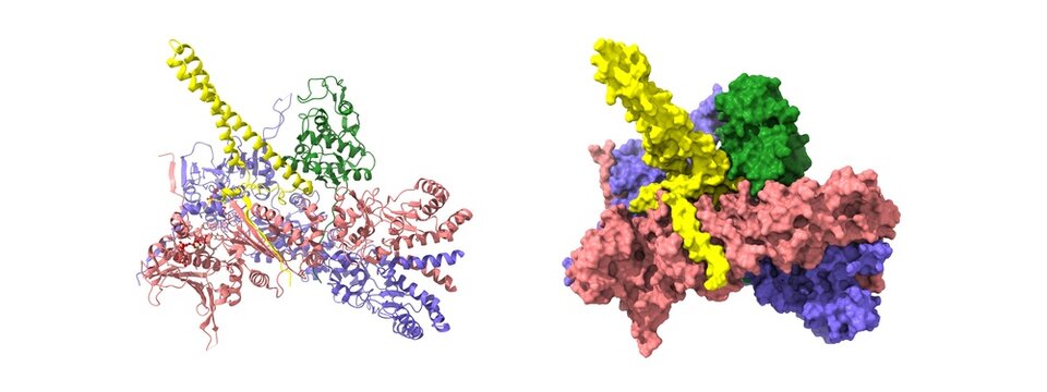 Heat-shock protein 90 dimer (pink-blue)-HSP90 co-chaperone Cdc37 (yellow)-cyclin-dependent kinase 4 (green) complex. 3D cartoon and Gaussian surface models, PDB 5fwk, white background