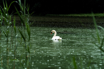 Swan in a lake