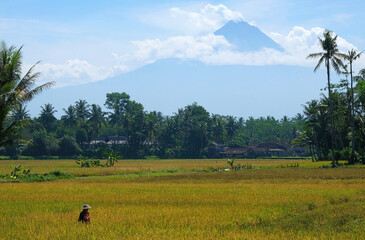 Fields with farmer beneath the vulcano Gunung Merapi on Java, Indonesia