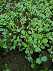 green plants in the garden Fenugreek ( methi ) crop is ready in Indian fields