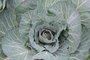 Obraz premium Cabbage background