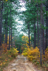 Dirt road through tall pines and fall foliage