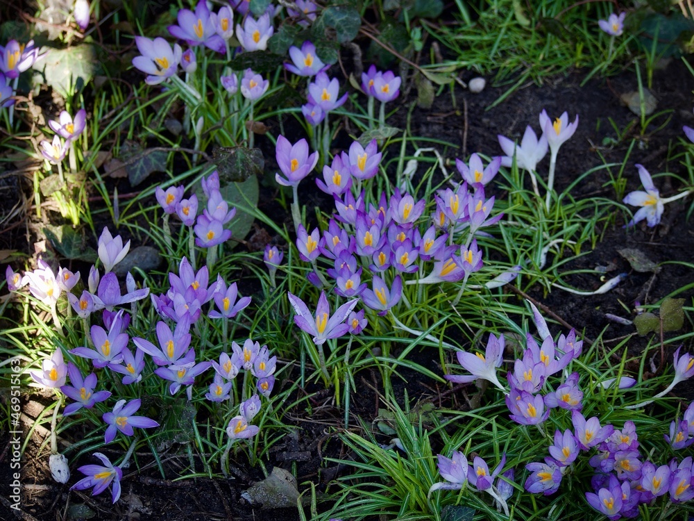 Wall mural crocus