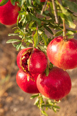 Ripe open pomegranates with seeds hanging on a branch closeup. Selective focus