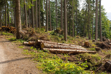 Logging of fir trees on Monte Ruke near Sauris di Sopra, Udine Province, Friuli-Venezia Giulia, north east Italy. Late September

