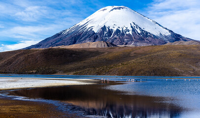 Fototapeta premium Fauna a los pies del volcán Parinacota sobre el lago Chungara. Altiplano Chileno. Region de Arica y Parinacota. Chile.