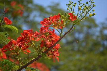 Delonix regia is a species of flowering plant in the bean family Fabaceae, subfamily Caesalpinioideae native to Madagascar. In many tropical parts of the world it is grown as an ornamental tree