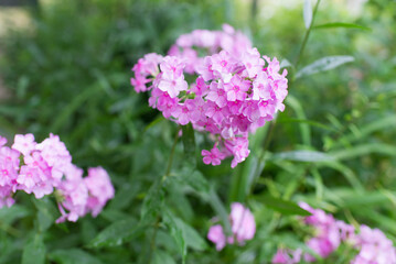 Garden phlox (Phlox paniculata), vivid summer flowers. Blooming branches of phlox in the garden on a sunny day. Soft blurred selective focus.	