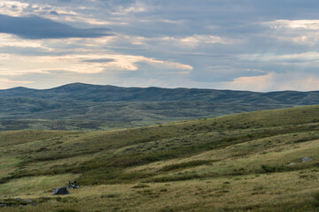 Soft green rolling hills under a cloudy sky, demonstrating the serene and untouched beauty of the eastern steppes.
