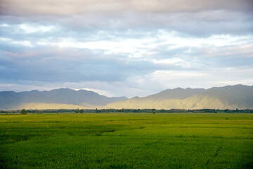 Fototapeta premium Green Rice Field with Mountains Background and cloudy sky : Thailand