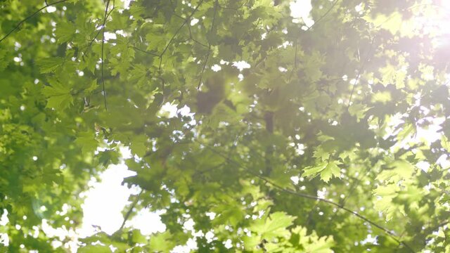 Maple leaves are illuminated by the rays of the sun. Large green maple leaves sway in light wind.