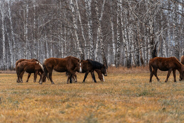 Fototapeta premium A herd of horses grazes on a large field. Autumn grazing of horses against the background of birch forest