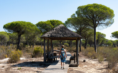 A scenic pathway through a Mediterranean pine forest near Cádiz, offering a serene spot for nature walks along the Atlantic coast