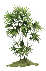 Plant with green leaves hand drawn in watercolor isolated on a white background. Watercolor floral illustration.