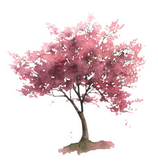 A blossoming sakura tree (cherry tree) hand drawn in watercolor isolated on a white background. Watercolor illustration. © Tatiana