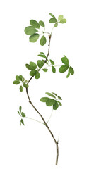 Winding branch with green leaves hand drawn in watercolor isolated on a white background. Watercolor illustration. Floral element