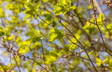 green foliage of a tree