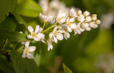 bird cherry in spring closeup