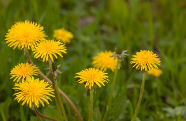yellow dandelions in spring