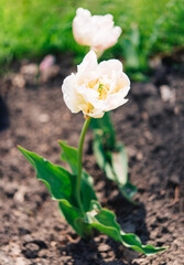 Tulip flowers with green leafy background in tulip field in winter or spring for postcard decoration and agriculture concept design.	