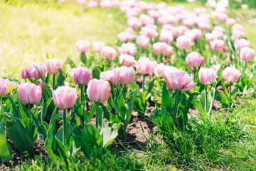 Fototapeta premium Tulip flowers with green leafy background in tulip field in winter or spring for postcard decoration and agriculture concept design. 