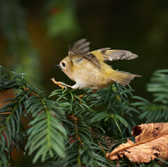 Little goldcrest jumping on the yews branches. (Regulus regulus.)