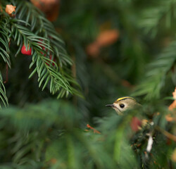 Funny goldcrest peaking out of the yew. Regulus regulus. 