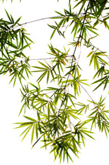 twig of rosemary