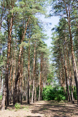 Beautiful old coniferous forest. Vertical photo.