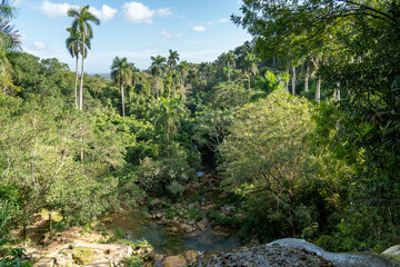 Dense tropical forest in Cuba with a variety of plants and trees, showcasing the island’s rich biodiversity and natural beauty