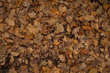 autumn yellow fallen oak leaves on the asphalt