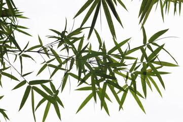 bamboo leaves isolated on white