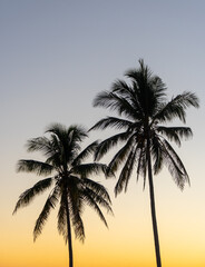 Obraz premium Silhouettes of palm trees set against a soft evening sky in Cuba, capturing the tranquil beauty of the island at dusk.