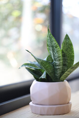 Snake Plant in clay pot in front of window