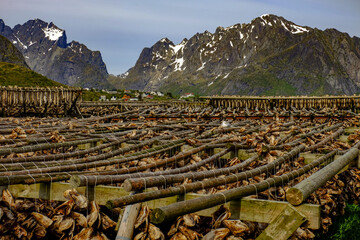 Cod fish hang drying on racks all over the village of Reine, Lofoten Islands, Nordland, Norway, Scandinavia