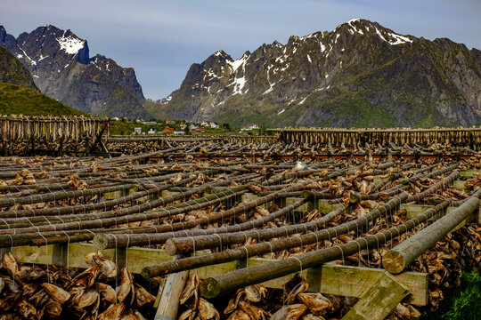 Cod fish hang drying on racks all over the village of Reine, Lofoten Islands, Nordland, Norway, Scandinavia
